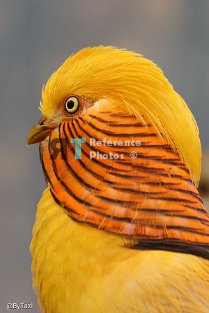 Yellow Golden pheasant