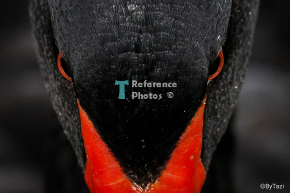 Black swan close up