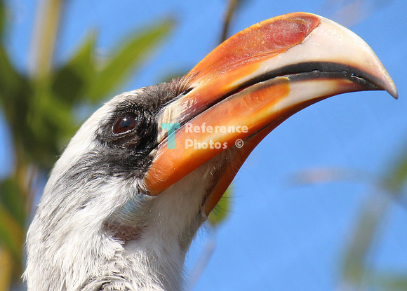 Von der Decken hornbill