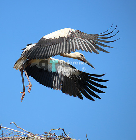 Juvenile stork trying to fly