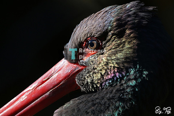 Black stork