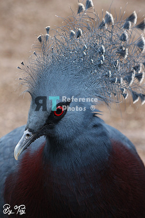 Victoria Crowned pigeon