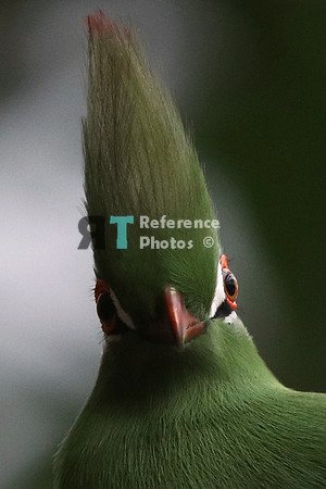Livingstone's Turaco