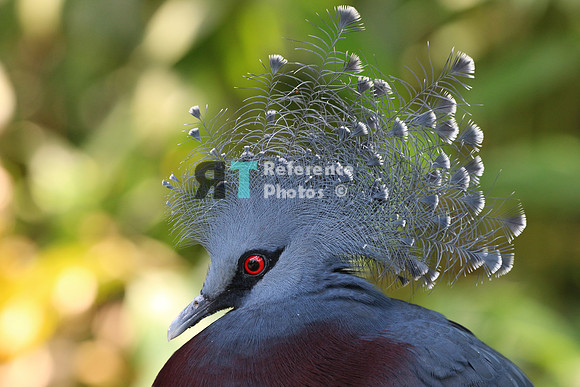 Victoria Crowned pigeon