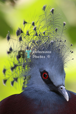 Victoria Crowned pigeon