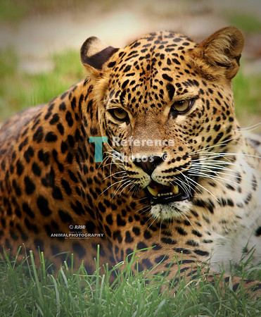 1a sri lankan leopard IMG_3895