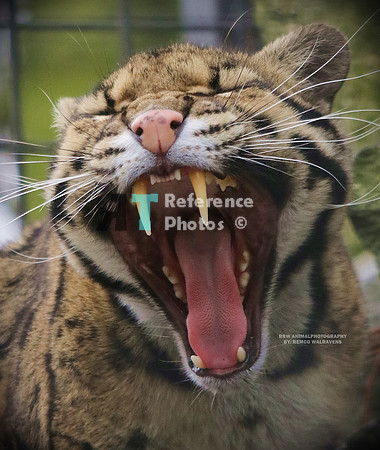Clouded leopard