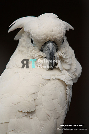 White cockatoo