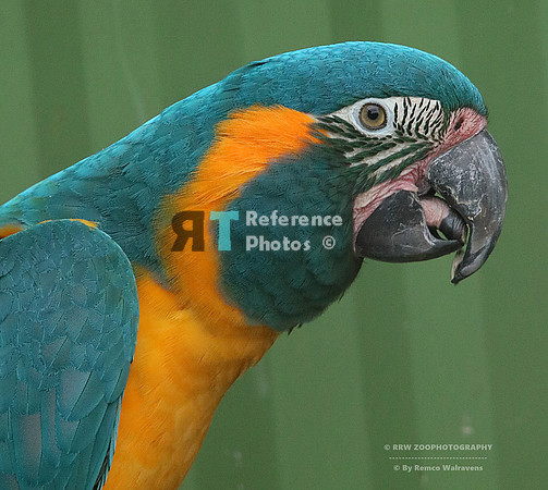 Blue-throated macaw
