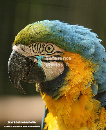 Blue-and-yellow macaw