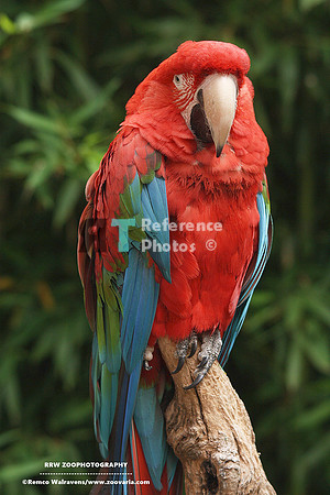 1 Ara 2Red-and-green macaw