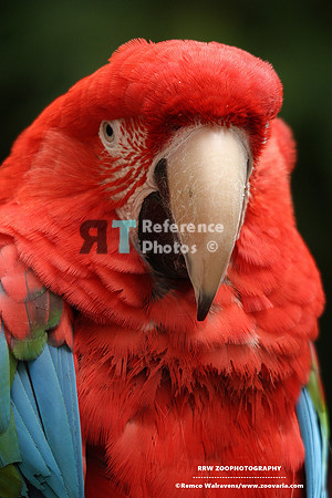 Red-and-green macaw