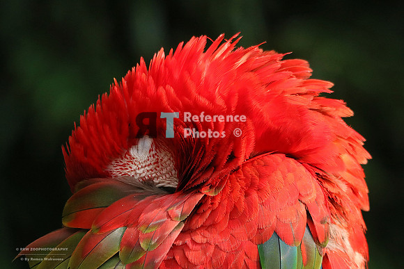 Red-and-green macaw