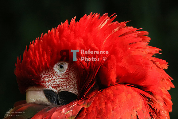 Red-and-green macaw