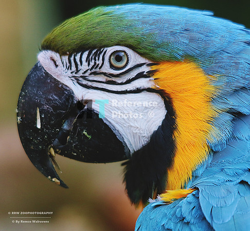 Blue-and-yellow macaw