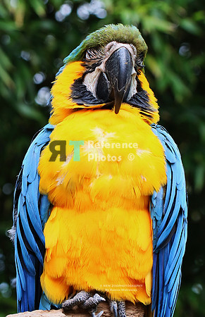 Blue-and-yellow ara