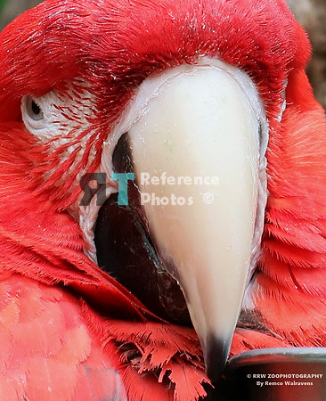 Red-and-green macaw