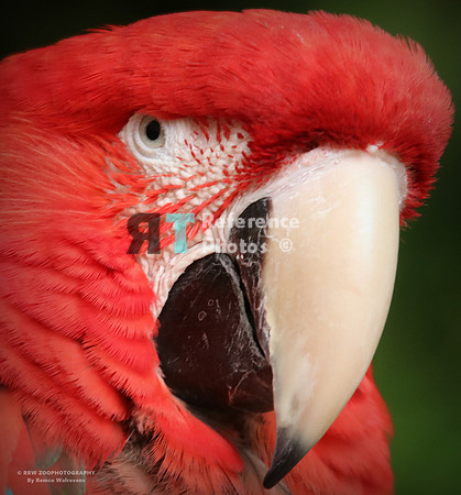 Red-and-green macaw