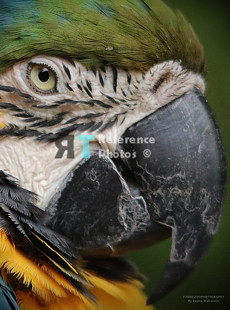 Blue-and-yellow macaw