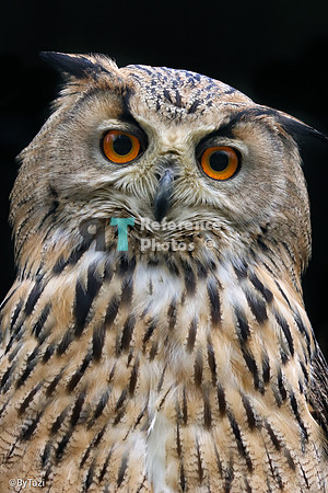 Eagle owl