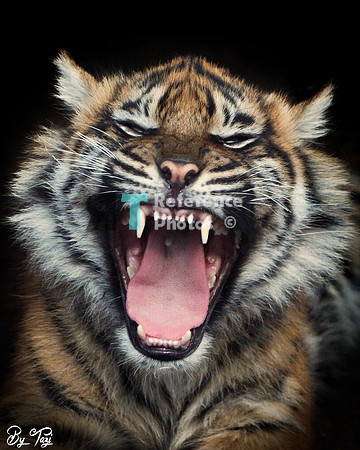 Sumatran tiger cub