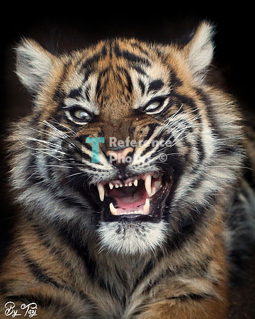 Sumatran tiger cub