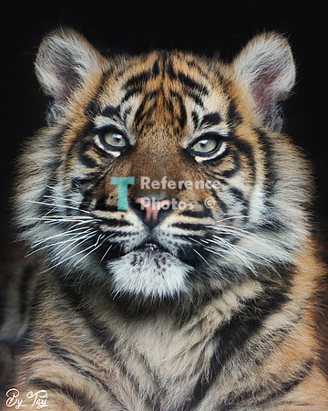 Sumatran tiger cub