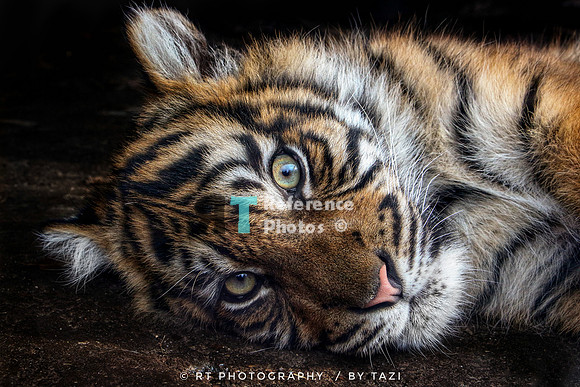 Sumatran tiger cub laying down