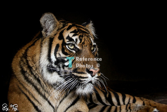 Sumatran tiger