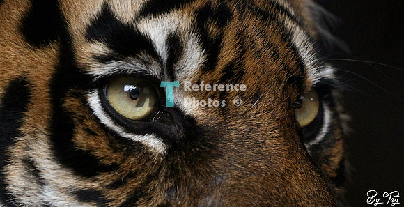 Sumatran tiger