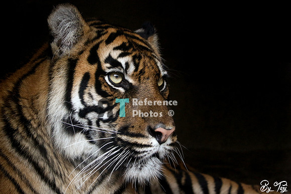 Sumatran tiger