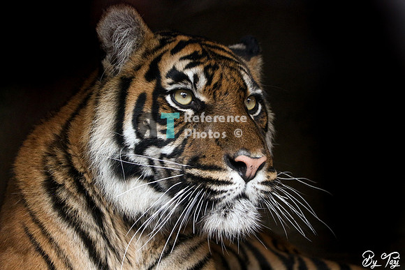 Sumatran tiger