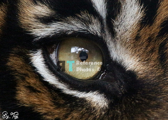 Sumatran tiger