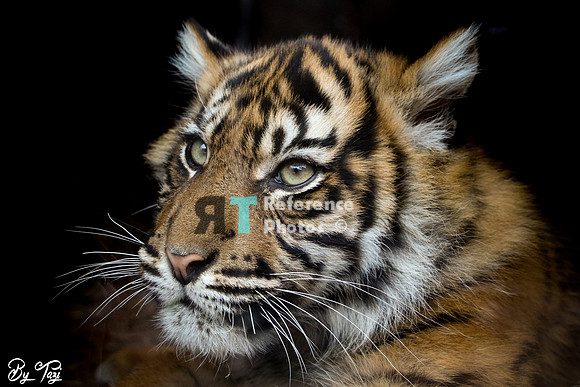 Sumatran tiger cub