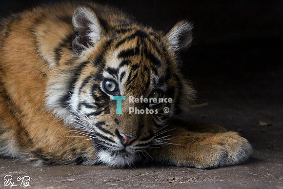 Sumatran tiger cub