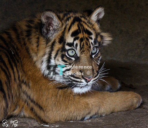 Sumatran tiger cub