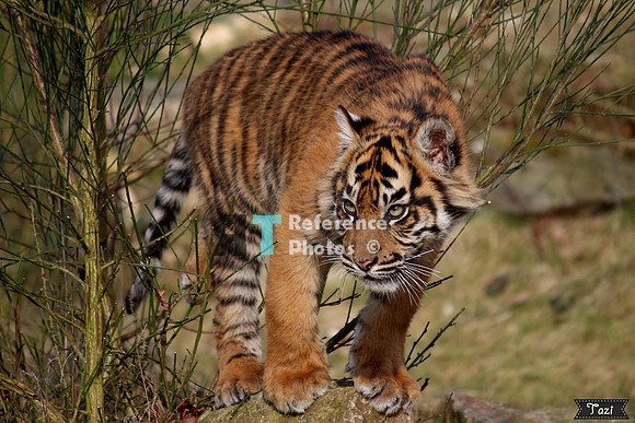 Sumatran tiger cub