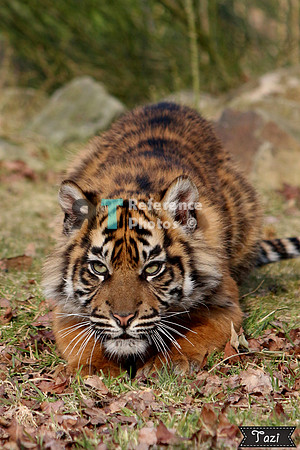 Sumatran tiger cub