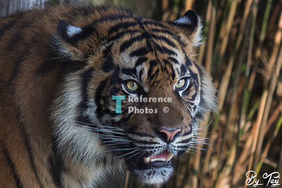 Sumatran tiger