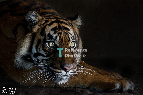 Sumatran tiger