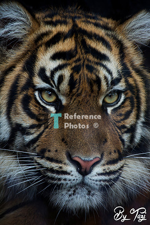 Sumatran tiger