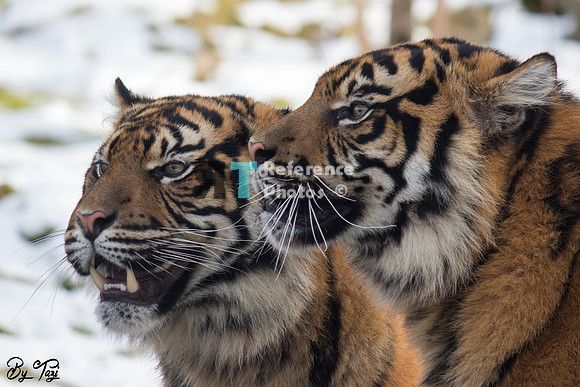 Sumatran tiger