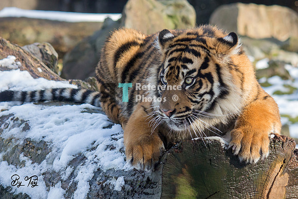 Sumatran tiger