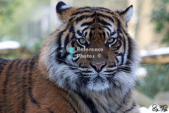 Sumatran tiger