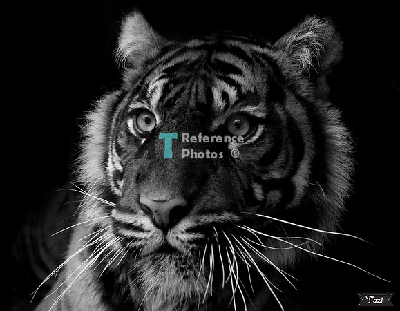 Sumatran tiger