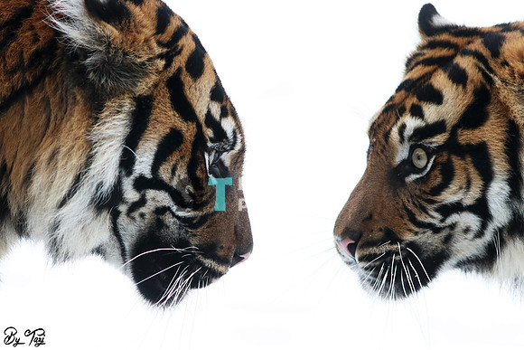 Sumatran tiger profile