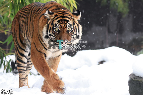 Sumatran tiger
