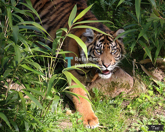 Sumatran tiger cub
