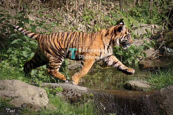 Sumatran tiger cub