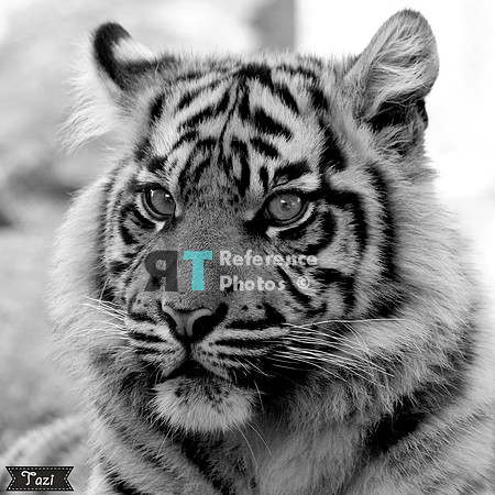 Sumatran tiger cub